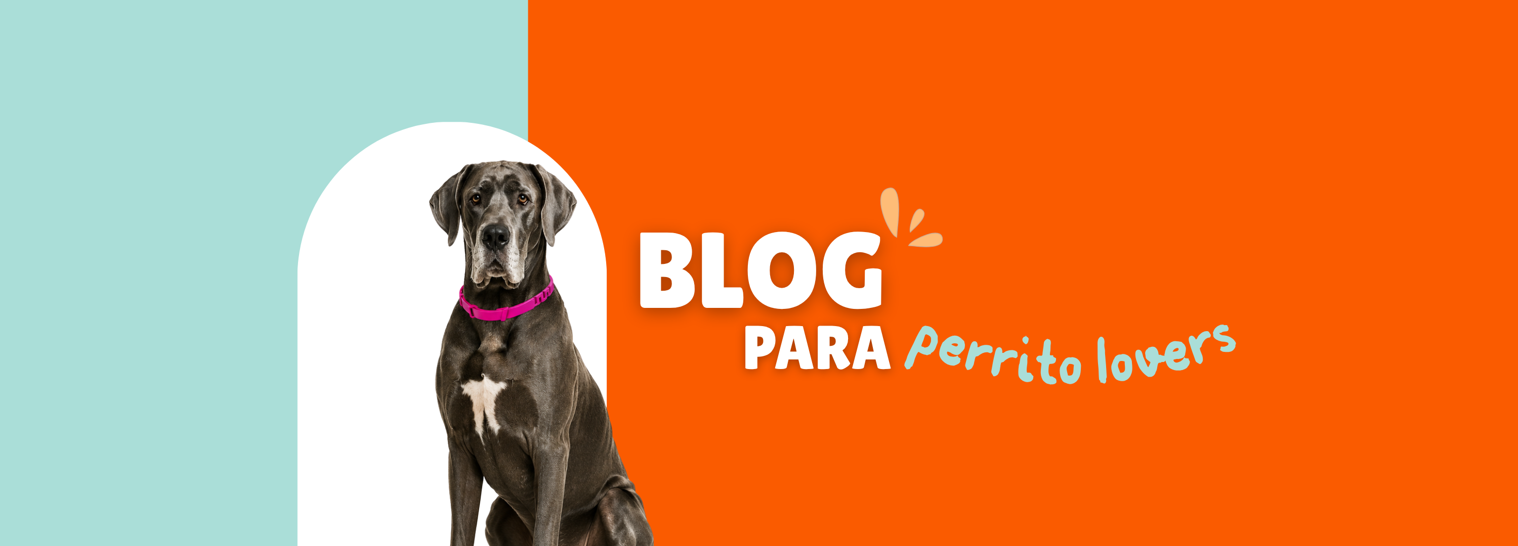 Perro feliz mirando a cámara